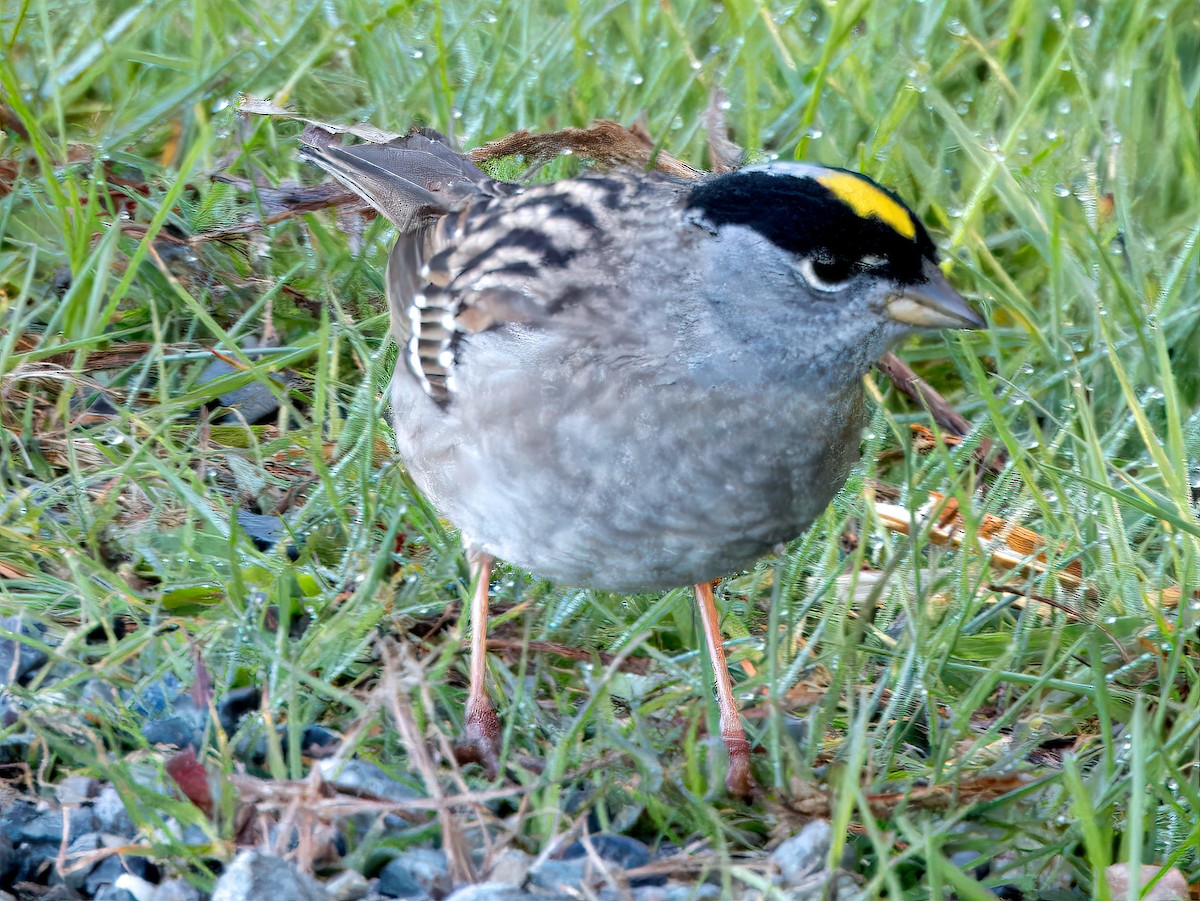 Golden-crowned Sparrow - ML617584251