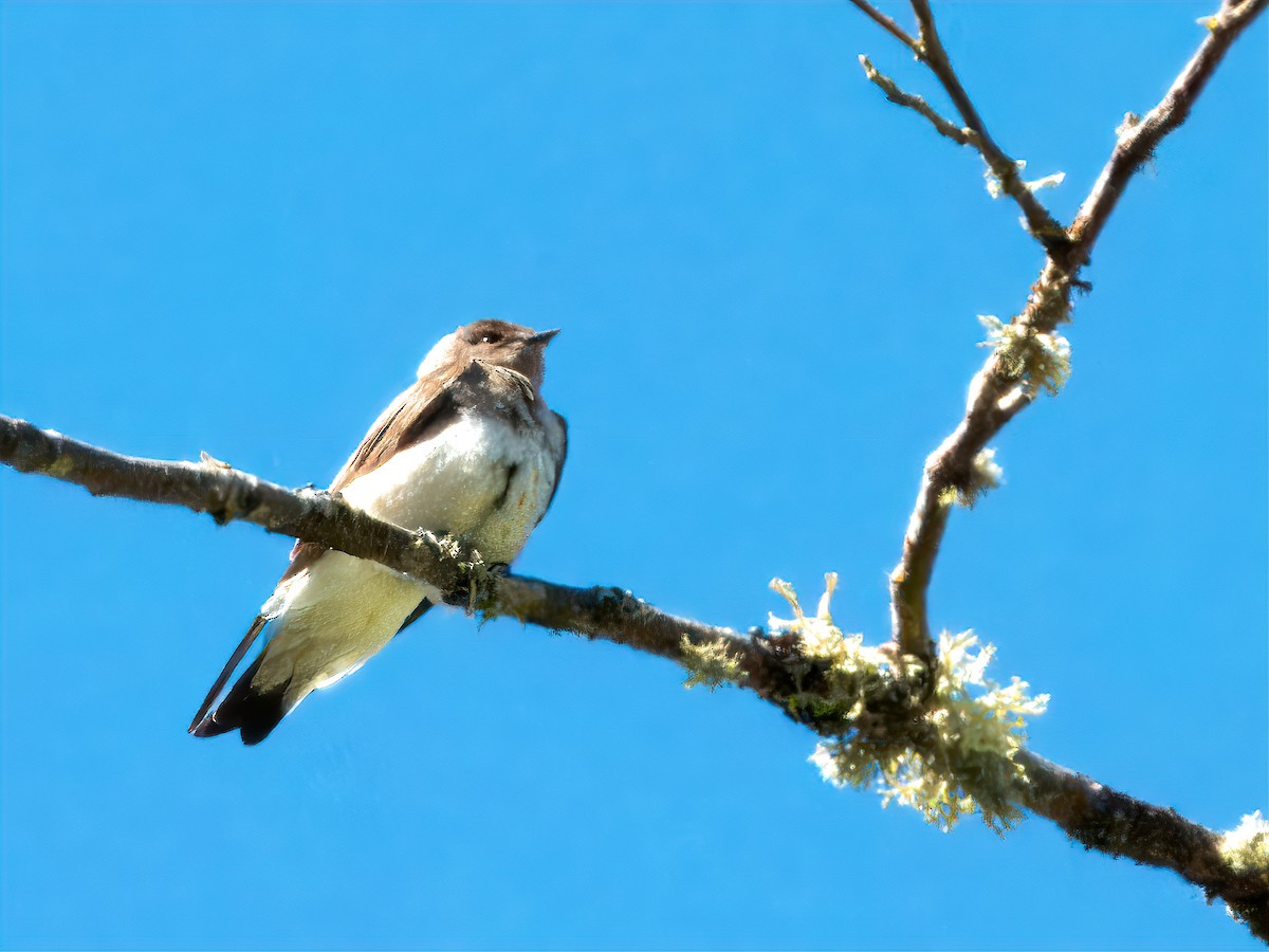 Northern Rough-winged Swallow - ML617584266