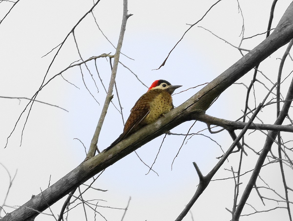 Spot-breasted Woodpecker - ML617584296