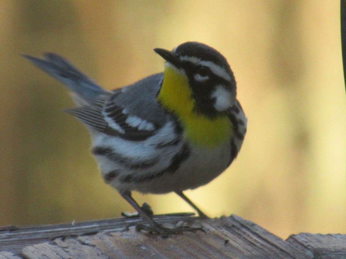 Yellow-throated Warbler - David Daniels