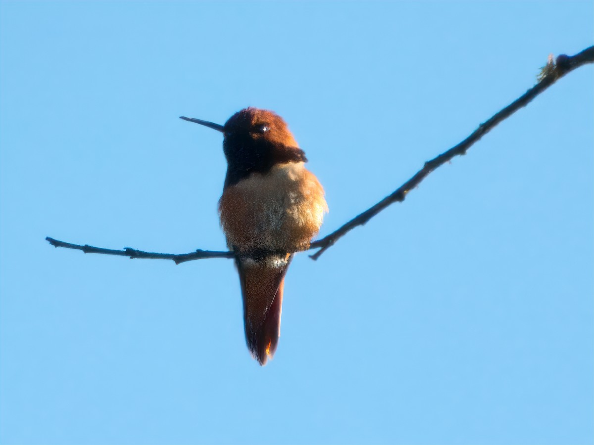 Rufous Hummingbird - ML617584344