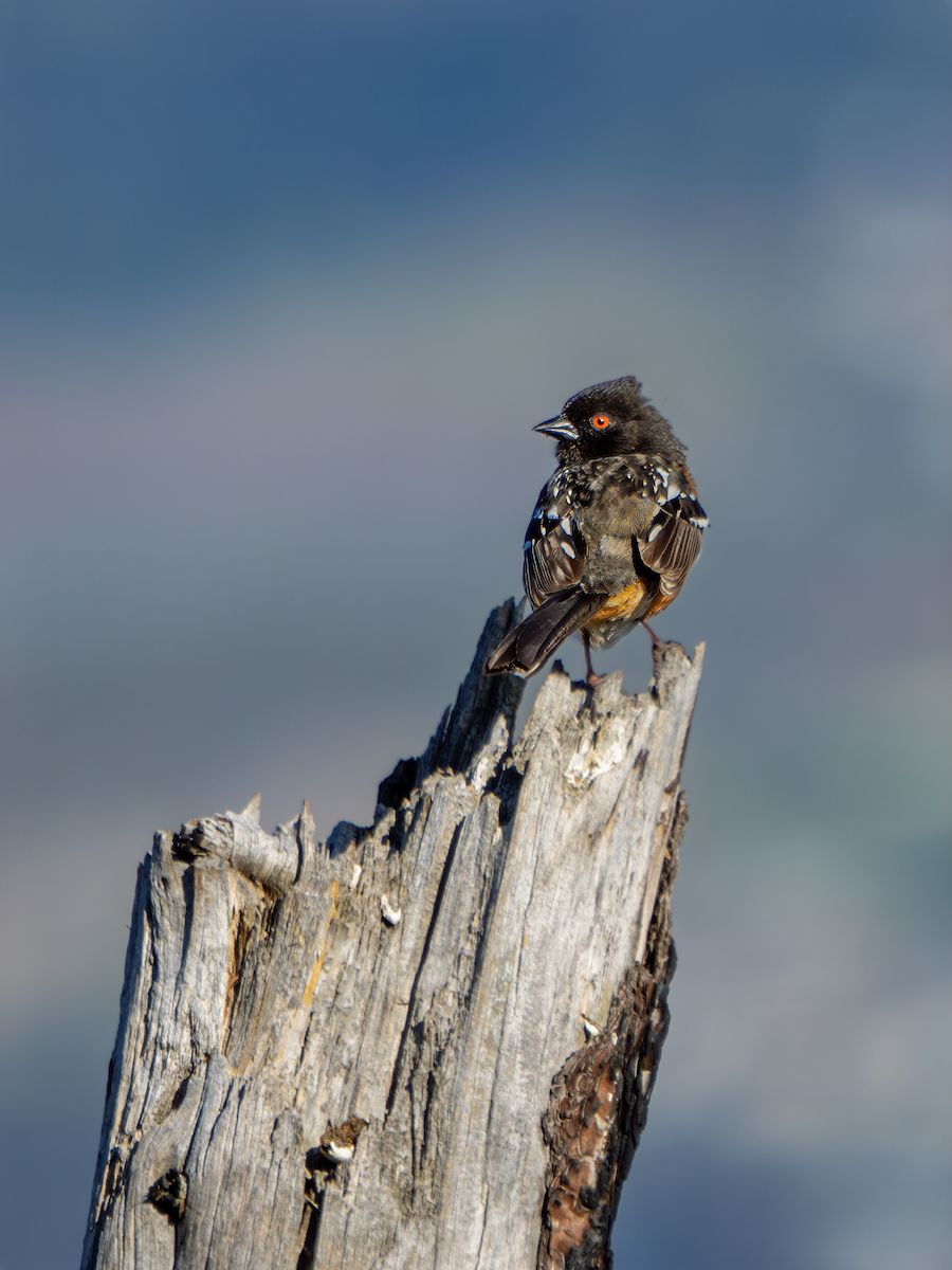 Spotted Towhee - ML617584362