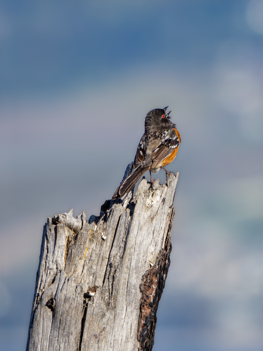 Spotted Towhee - ML617584363