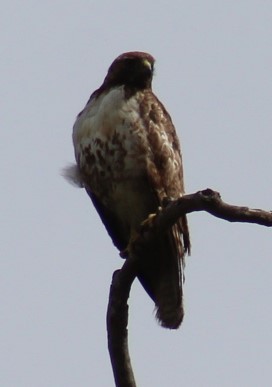 Red-tailed Hawk - Richard Breisch