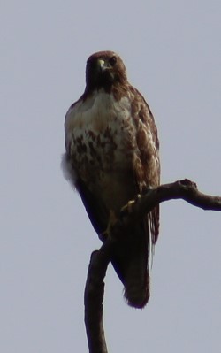 Red-tailed Hawk - ML617584388