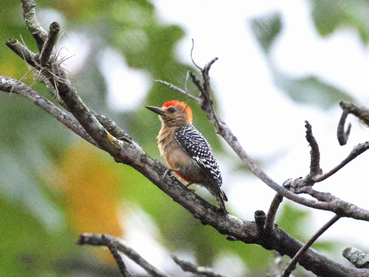 Red-crowned Woodpecker - ML617584403