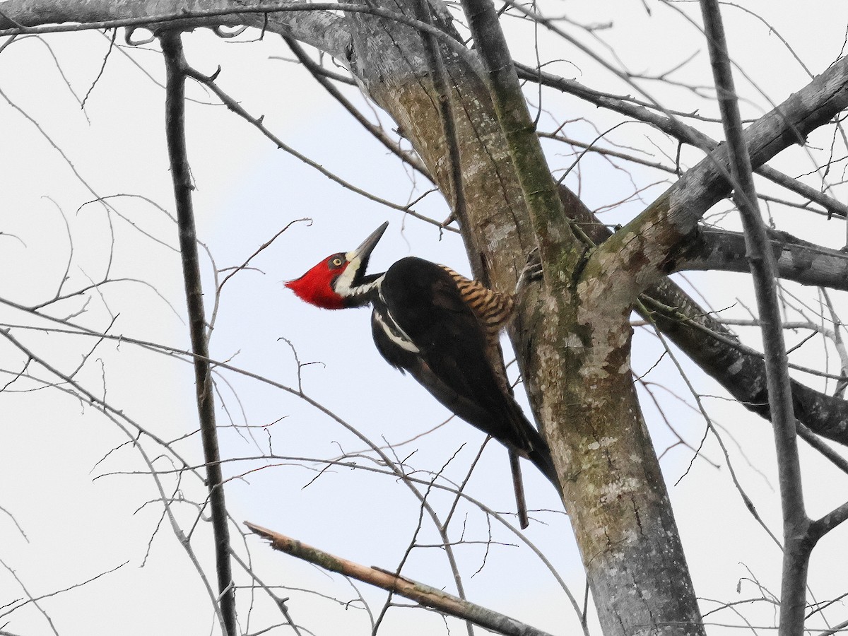 Crimson-crested Woodpecker - ML617584410