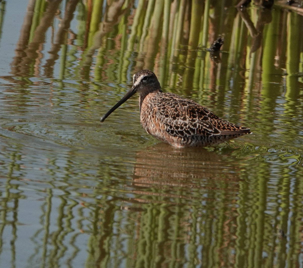 Long-billed Dowitcher - ML617584439