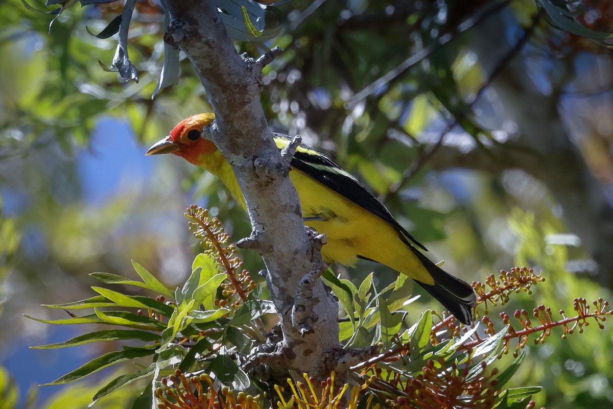 Western Tanager - Jill Dale