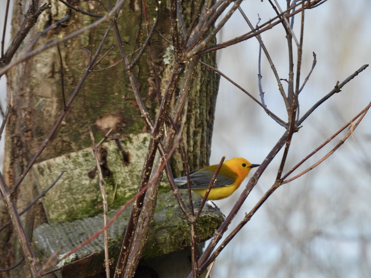 Prothonotary Warbler - ML617584467