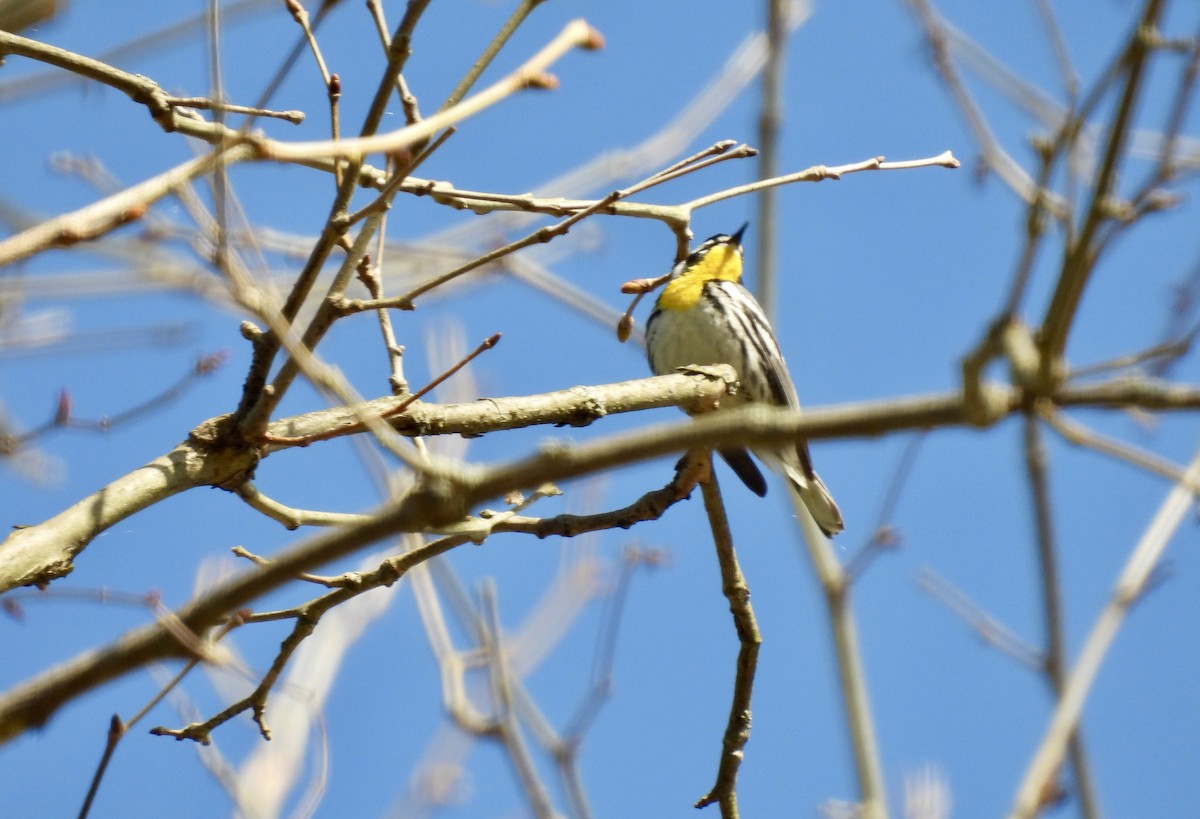 Yellow-throated Warbler - ML617584497