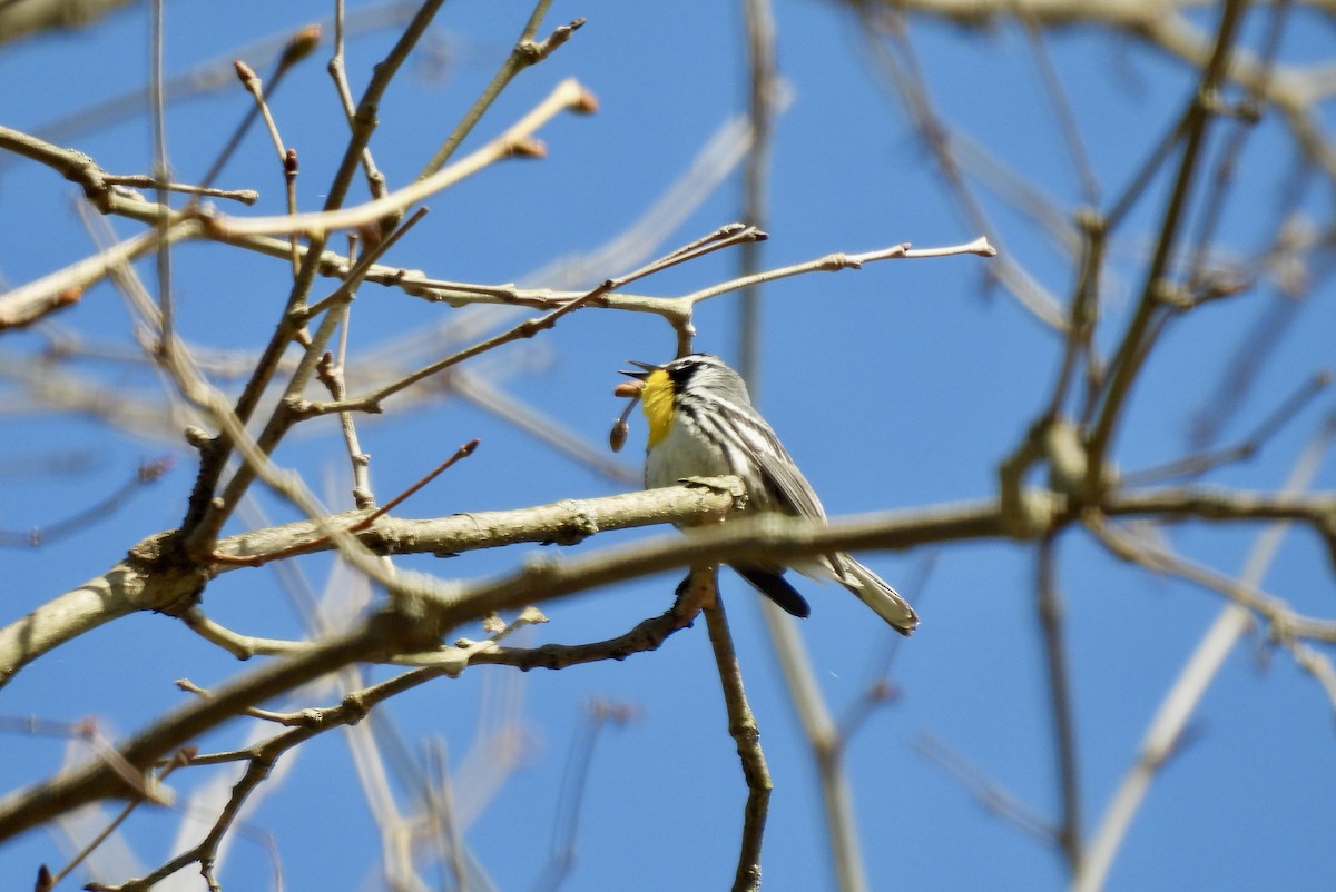 Yellow-throated Warbler - ML617584498