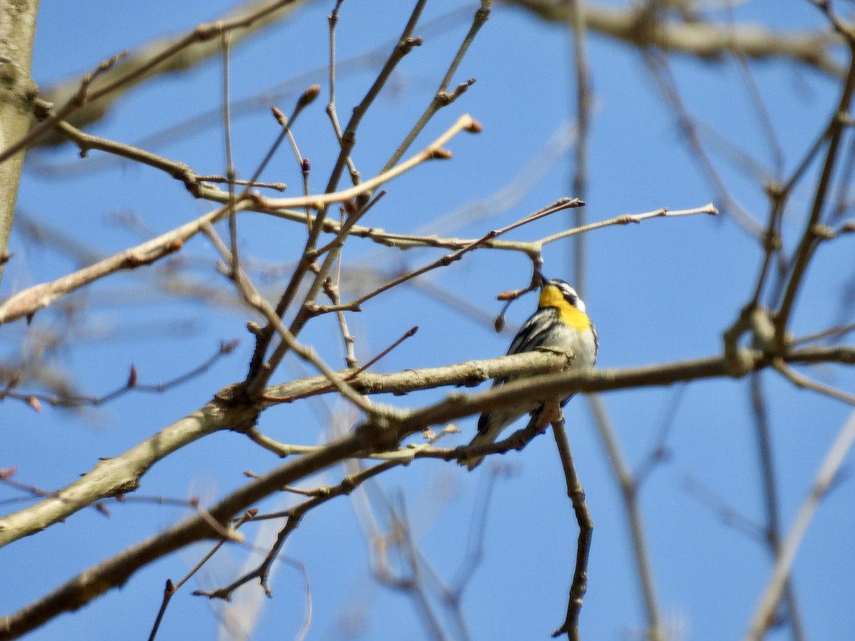 Yellow-throated Warbler - ML617584499