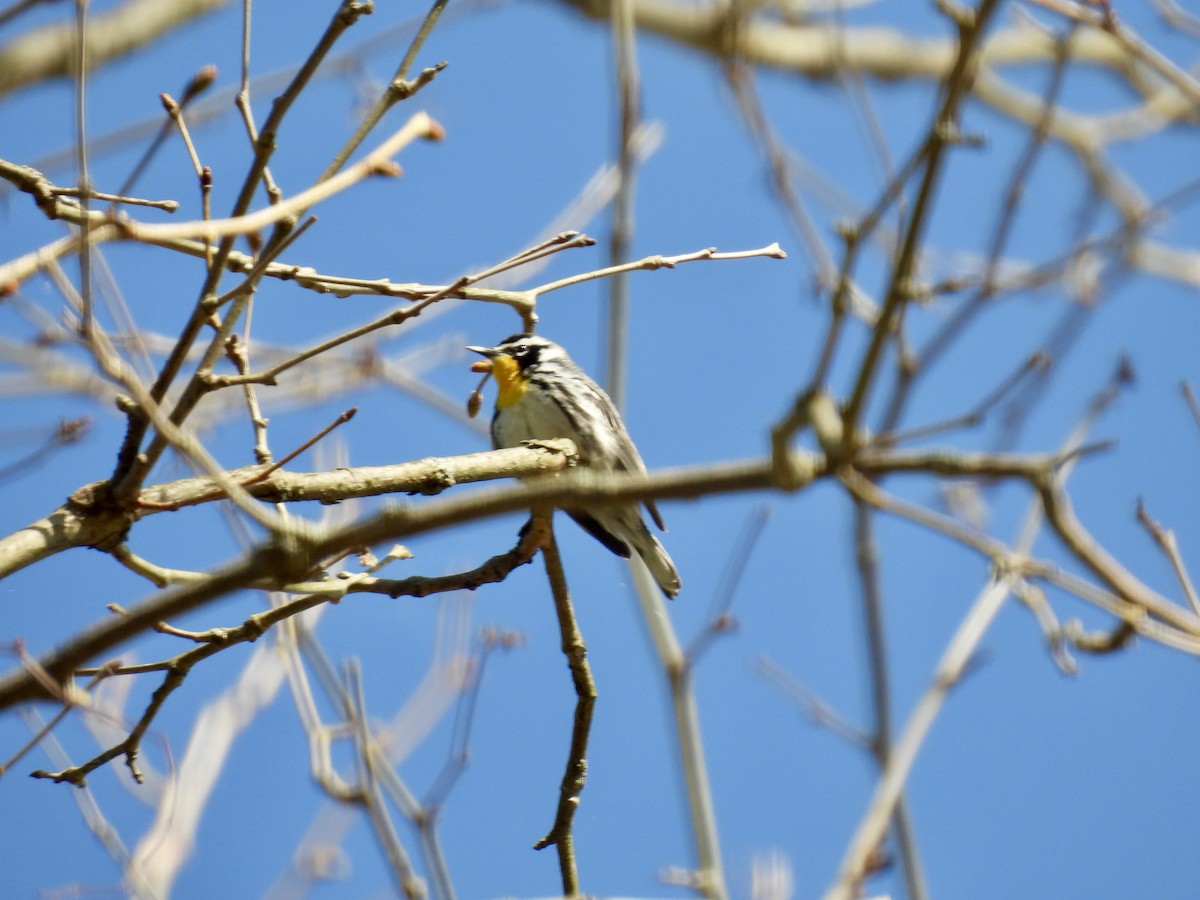 Yellow-throated Warbler - ML617584500