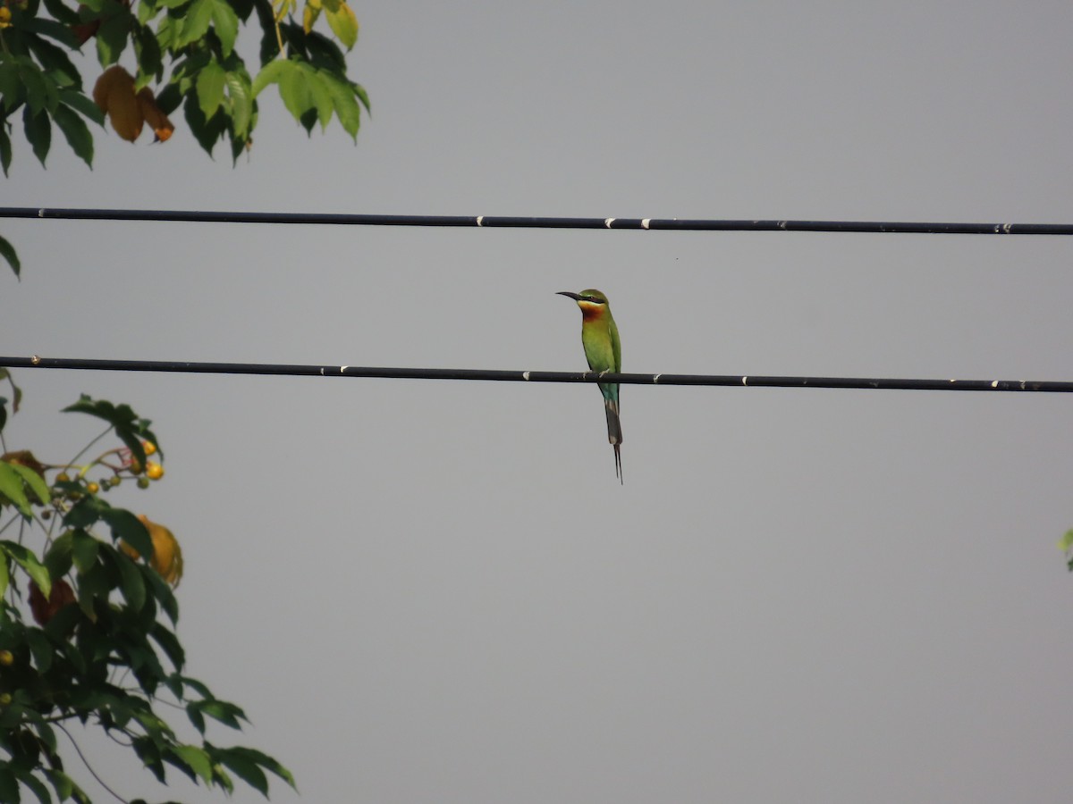 Blue-tailed Bee-eater - ML617584575