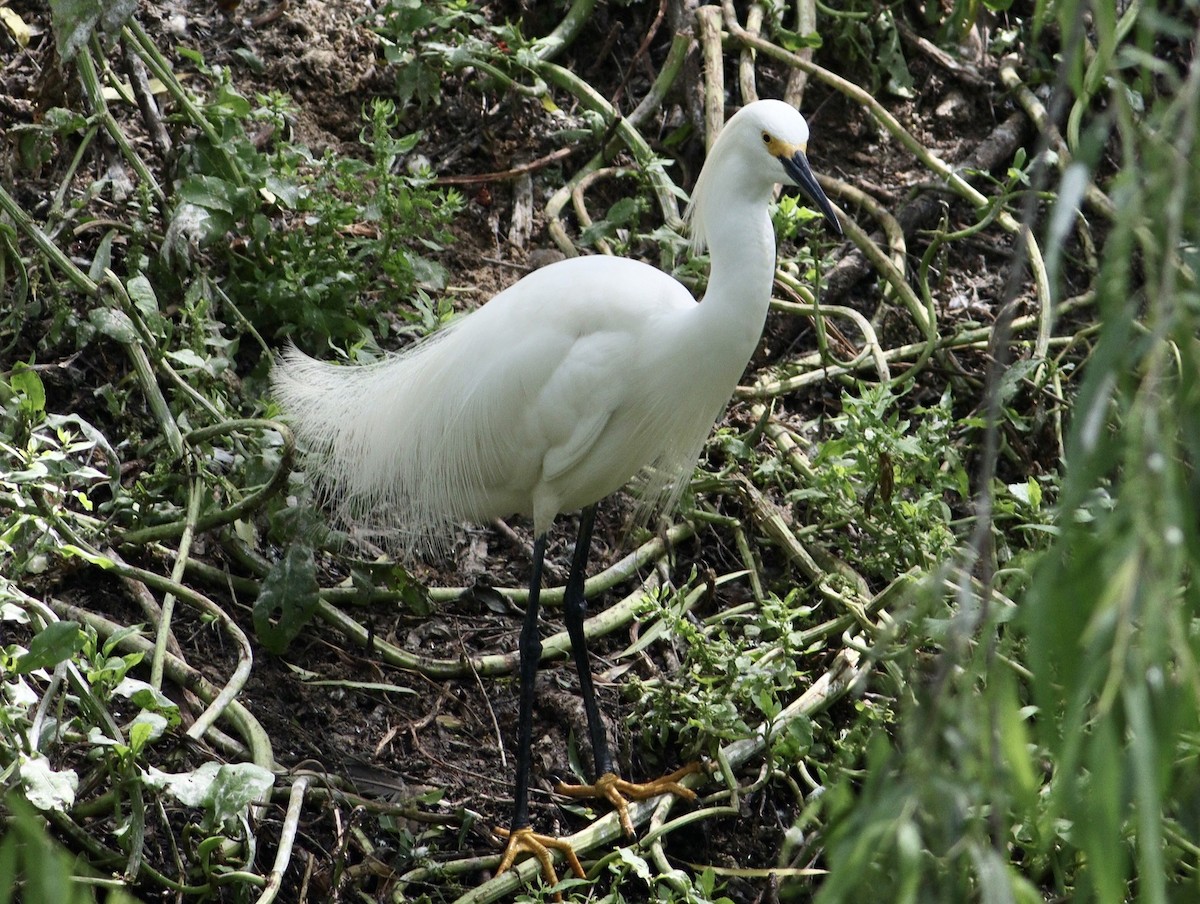 Snowy Egret - Rhonda Desormeaux