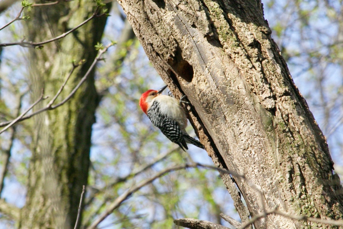 Red-bellied Woodpecker - Loyan Beausoleil