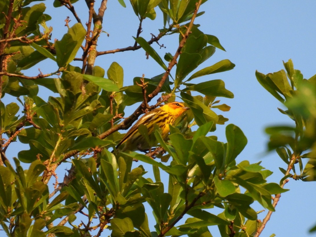 Cape May Warbler - ML617584602