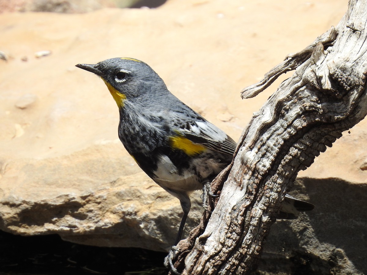 Yellow-rumped Warbler (Audubon's) - Andrew Durso