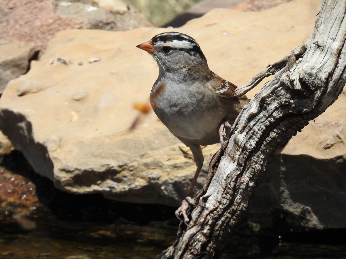 White-crowned Sparrow - ML617584615