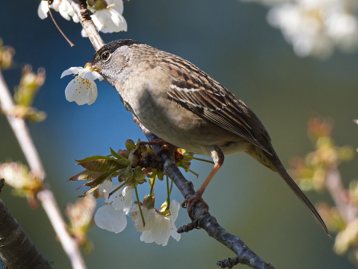 Golden-crowned Sparrow - ML617584617