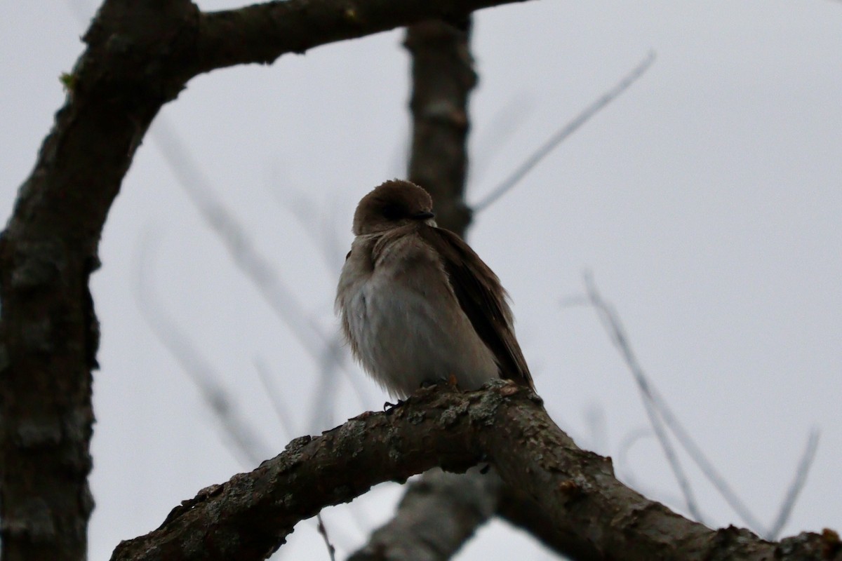 Northern Rough-winged Swallow - ML617584619