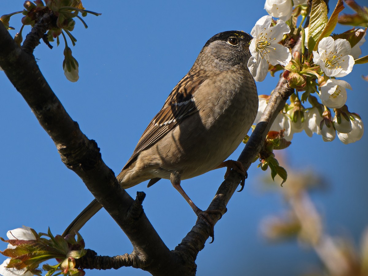 Golden-crowned Sparrow - ML617584626