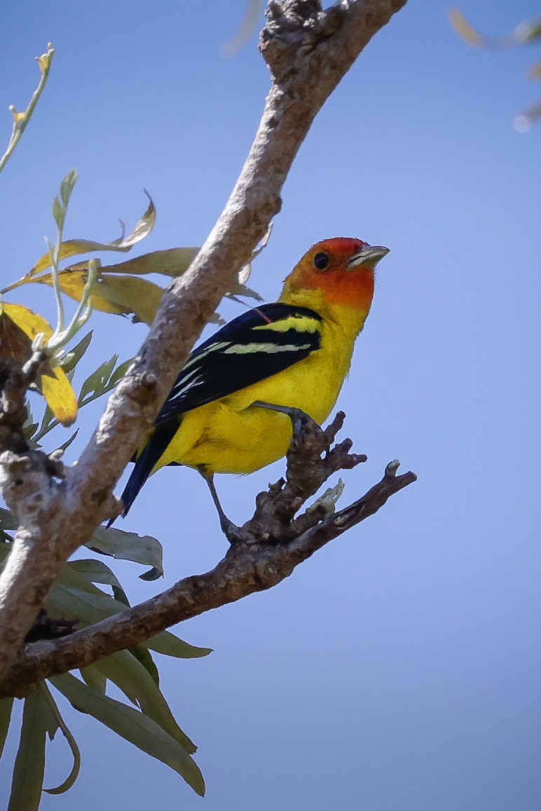 Western Tanager - ML617584646