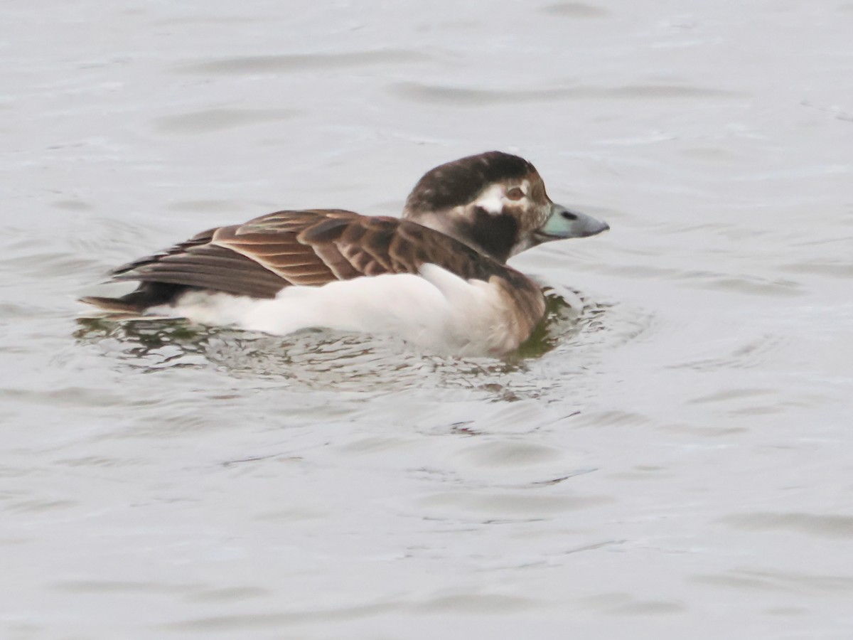 Long-tailed Duck - ML617584682