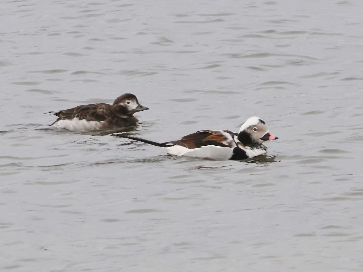Long-tailed Duck - ML617584683