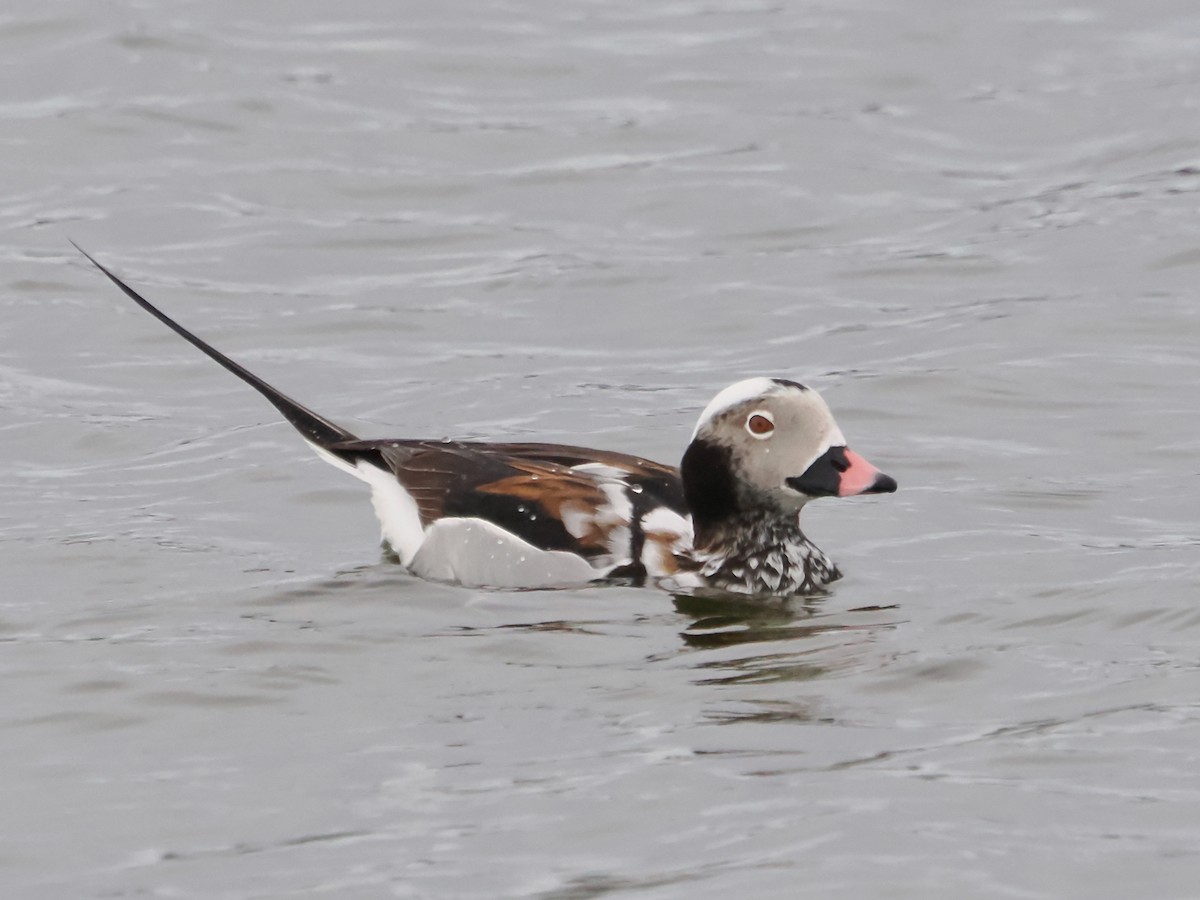 Long-tailed Duck - ML617584684