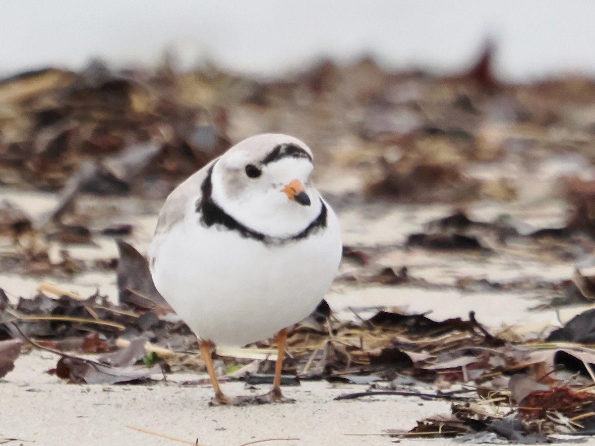 Piping Plover - ML617584696