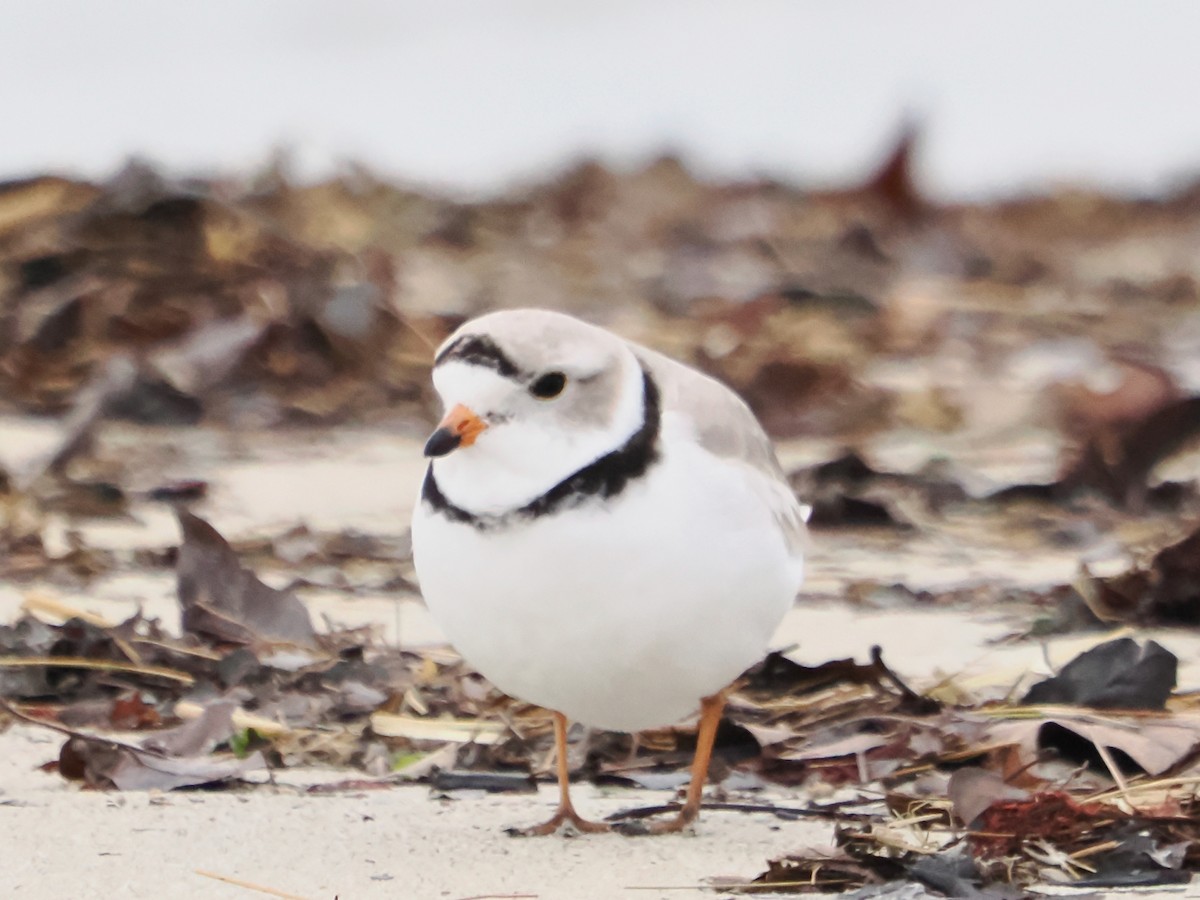 Piping Plover - ML617584697