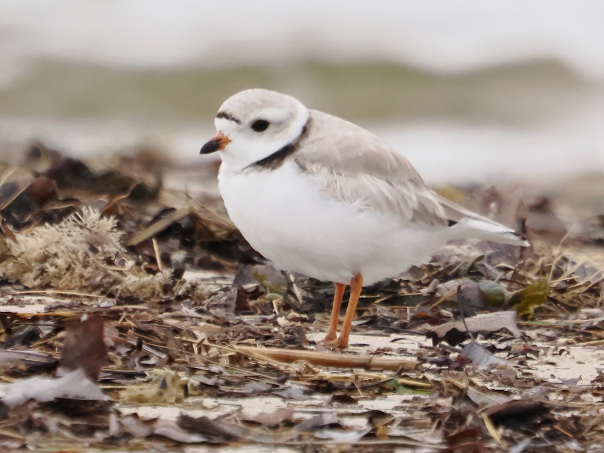 Piping Plover - ML617584718