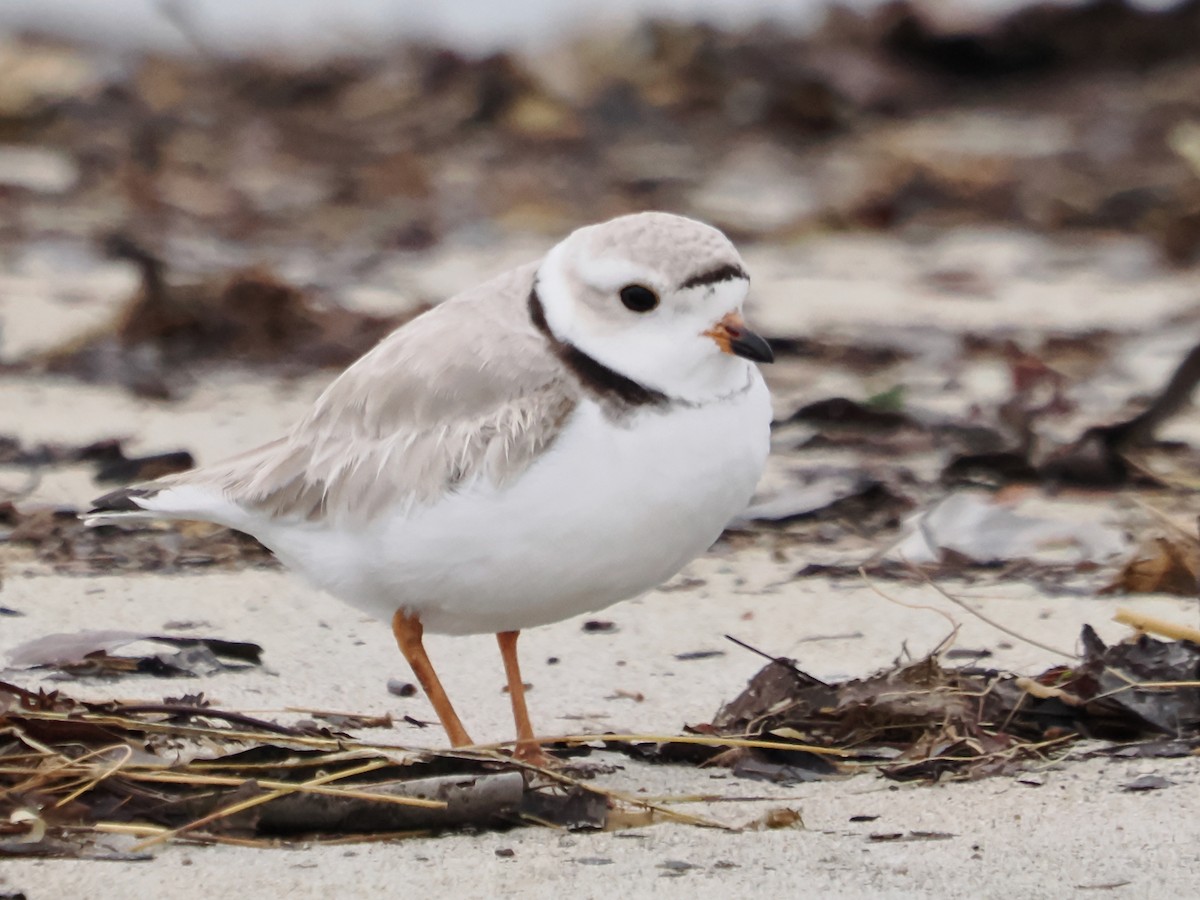 Piping Plover - ML617584719