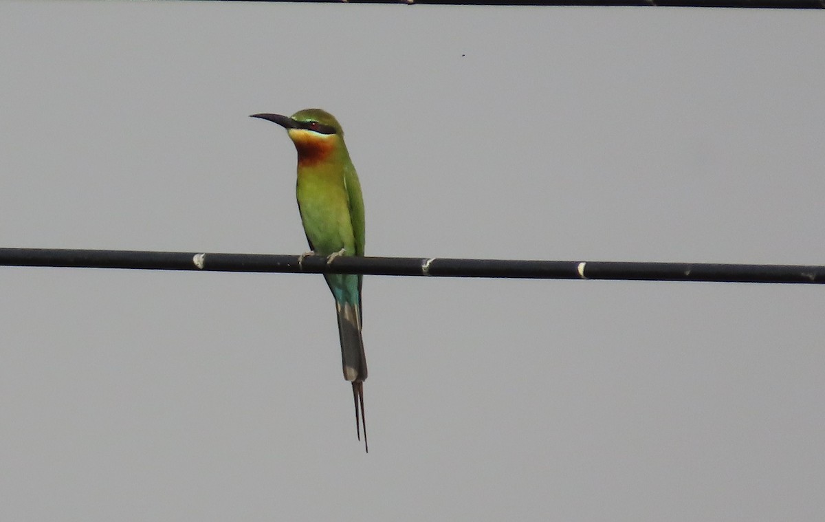 Blue-tailed Bee-eater - ML617584837