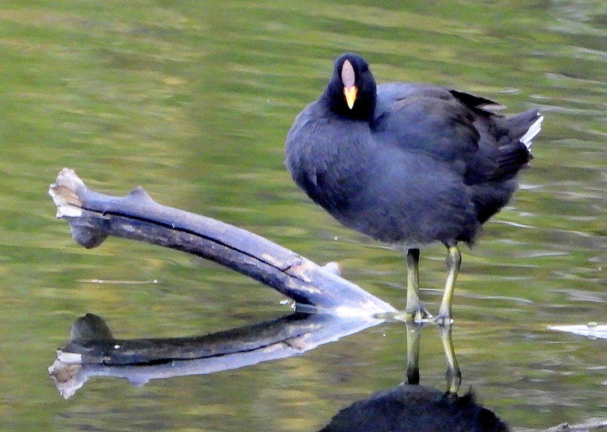Red-fronted Coot - ML617584855