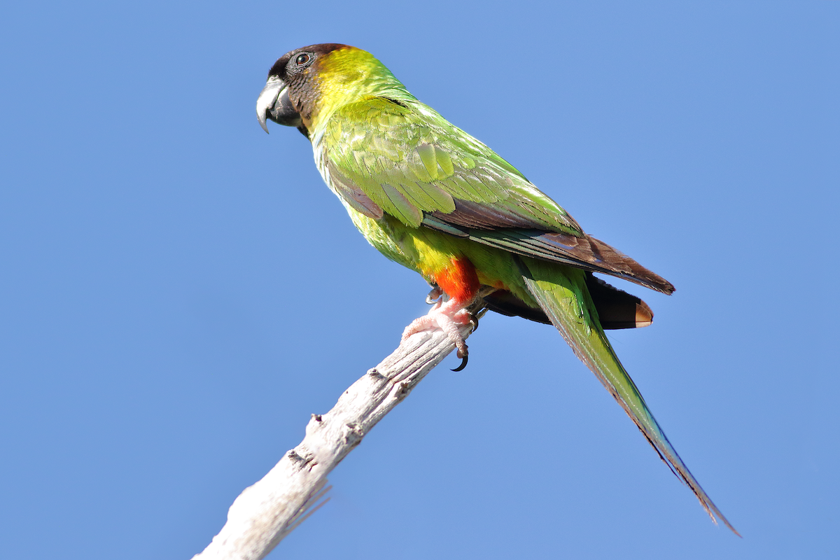 Nanday Parakeet - JT Wathen