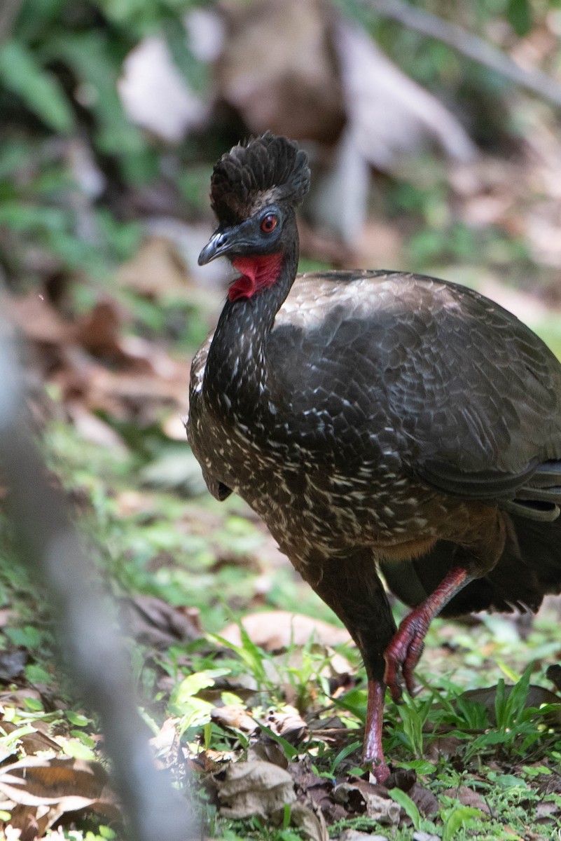 Crested Guan - ML617584981