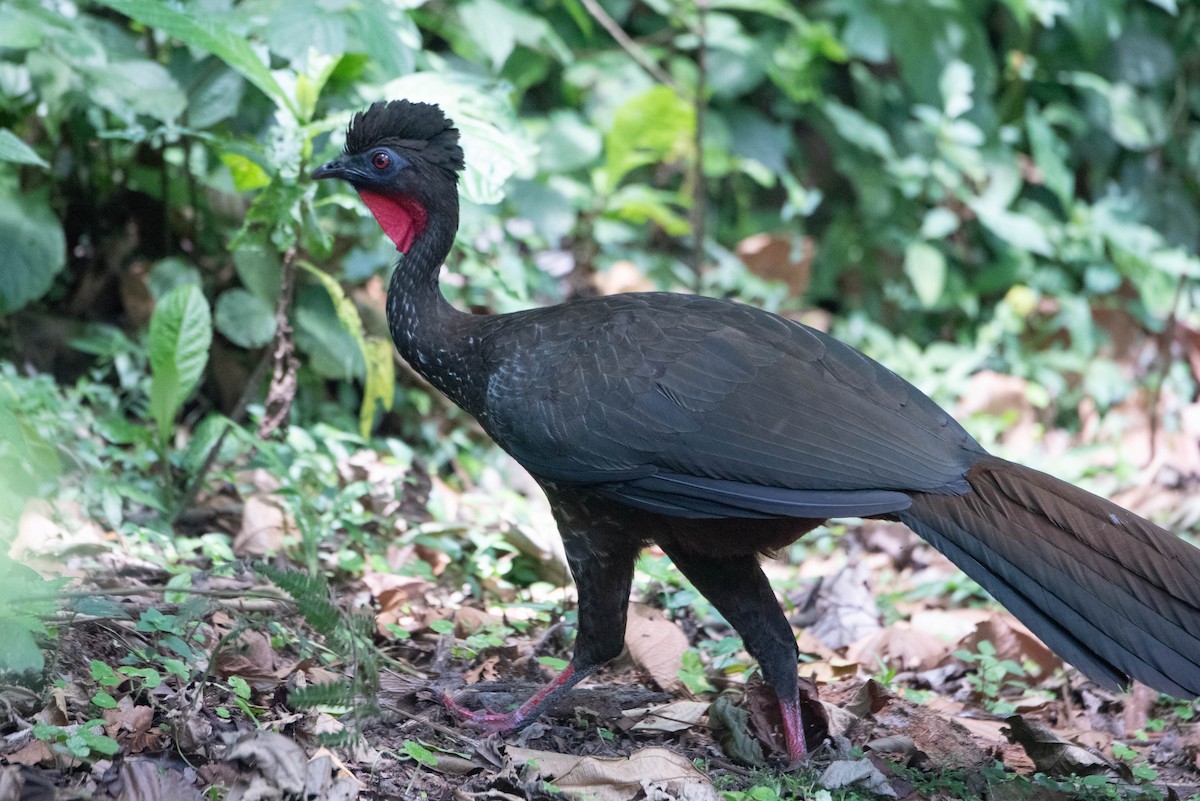 Crested Guan - ML617584982