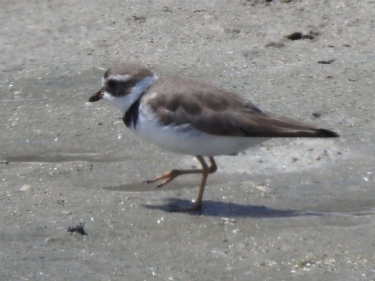 Semipalmated Plover - Kris Eichers