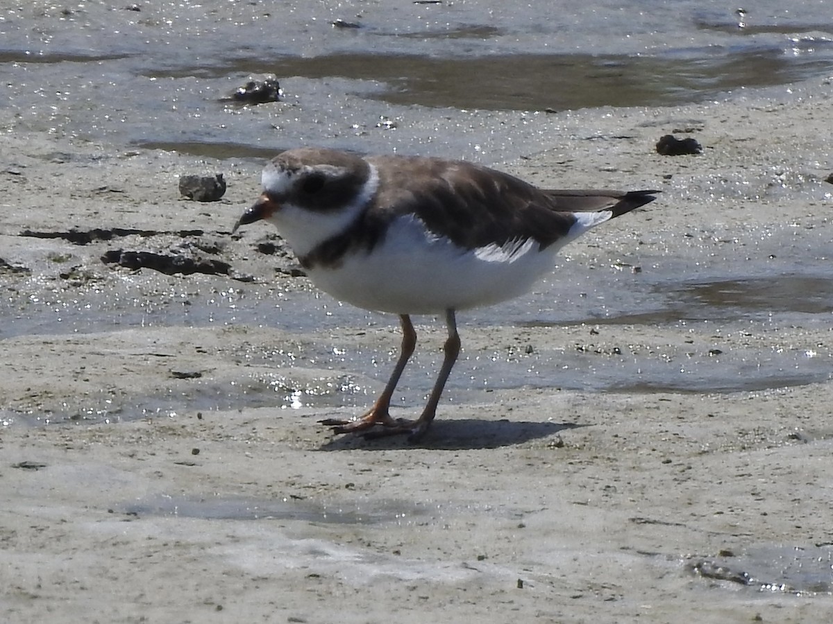 Semipalmated Plover - ML617584987