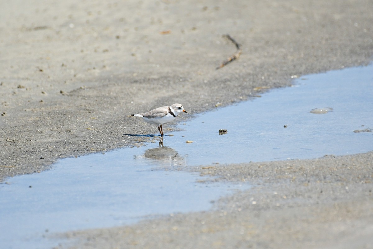 Piping Plover - ML617585046