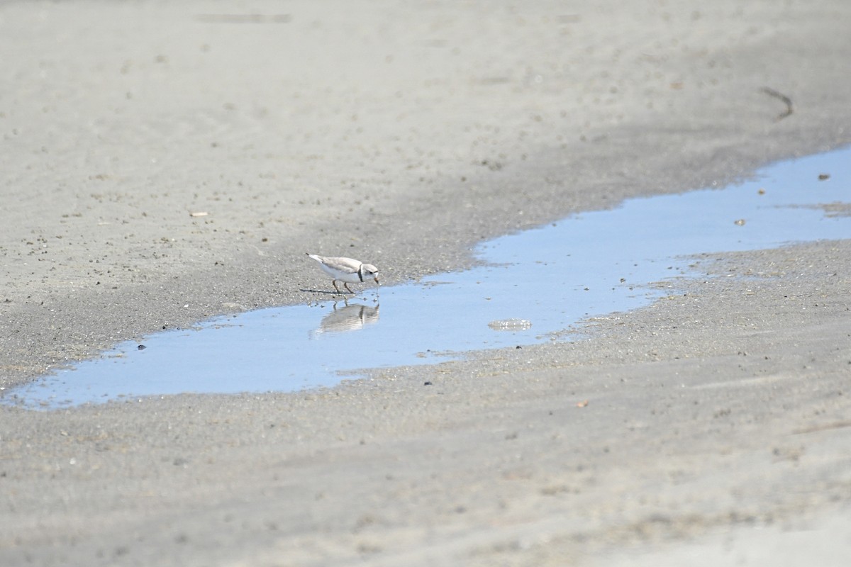 Piping Plover - ML617585047