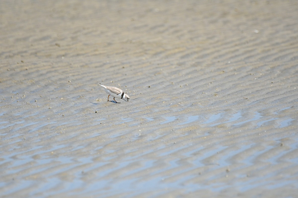Piping Plover - ML617585048