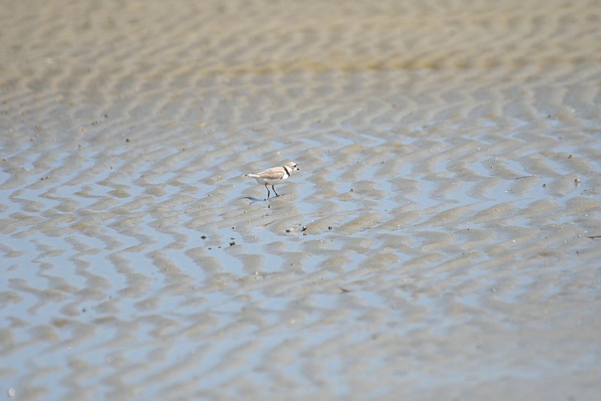 Piping Plover - ML617585049