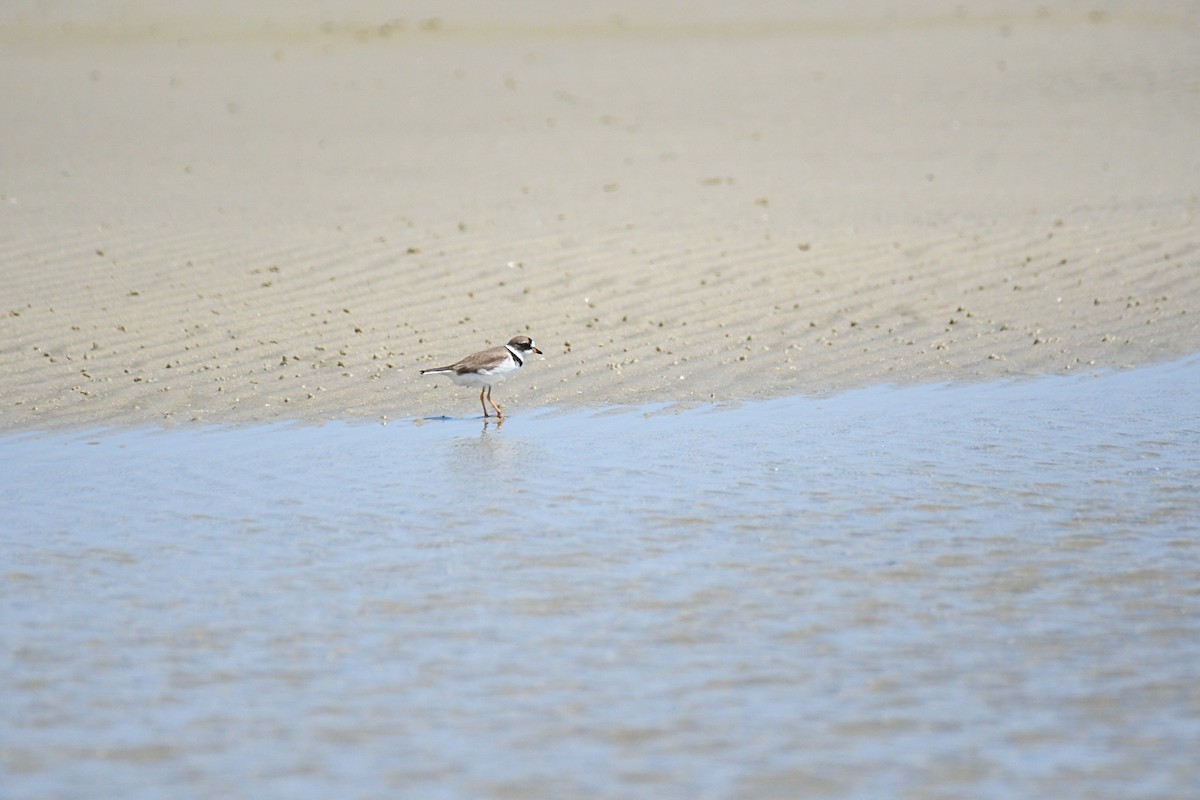 Semipalmated Plover - ML617585064