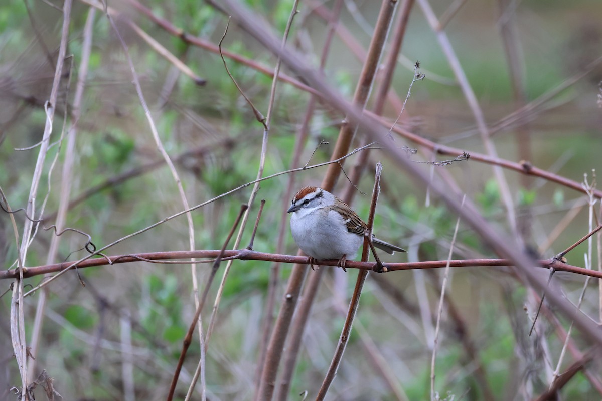 Chipping Sparrow - Melissa Bicknell