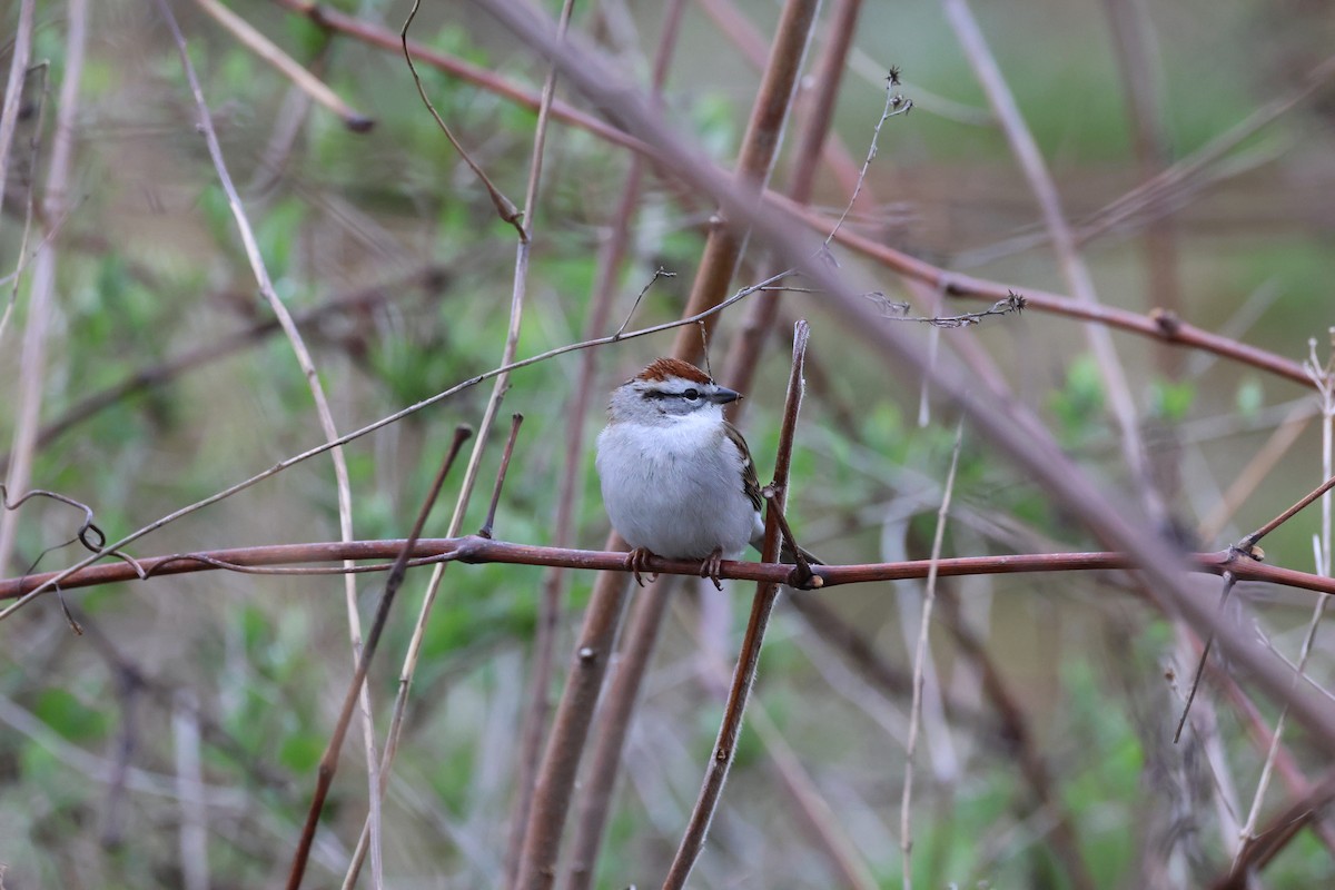 Chipping Sparrow - ML617585096