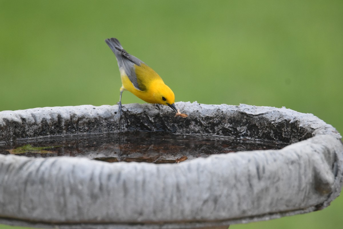 Prothonotary Warbler - ML617585104